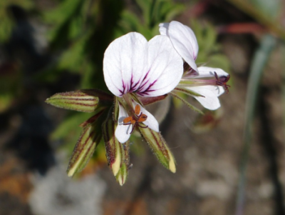 Pelargonium myrrhifolium.png