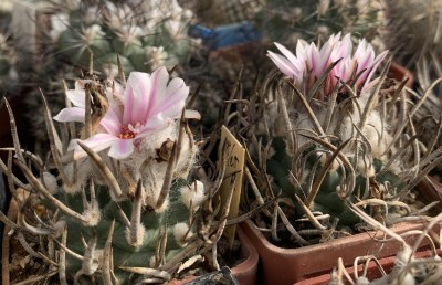 11800.jpg (363.35 KiB) 9178 mal betrachtet Turbinicarpus schmiedickeanus La Perdida, Aussaat 2005