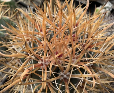 Ferocactus chrysacanthus