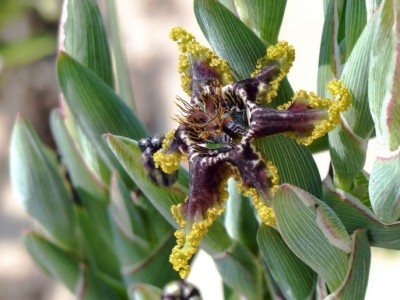 Ferraria crispa.jpg