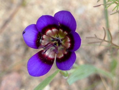 Geissorhiza monanthos.jpg