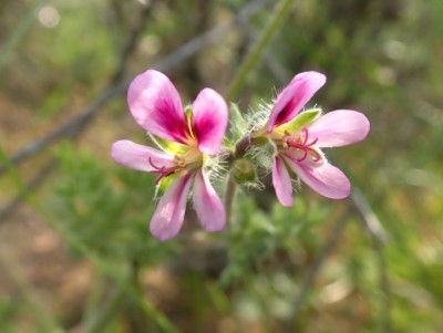 Pelargonium hirtum.jpg