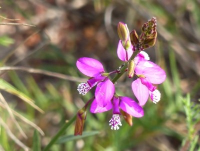 Polygala umbellata.jpg