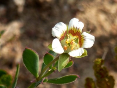 Roepera sessilifolia.jpg