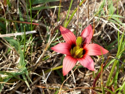 Romulea hirsuta.jpg