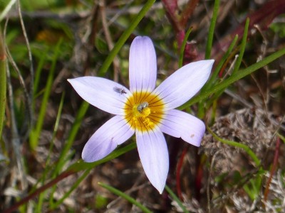 Romulea taburlaris.jpg