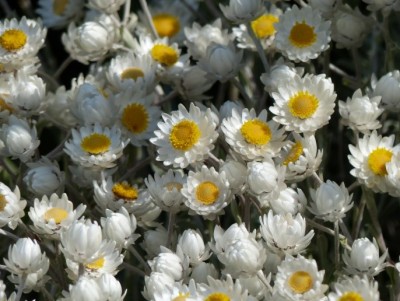 Helichrysum fructicans.jpg