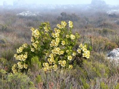 Leucadendron strobilinum.jpg