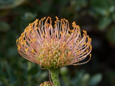 Leucospermum cordifolium.jpg