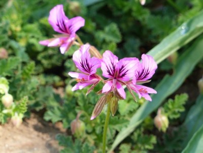 Pelargonium suburbanum.jpg