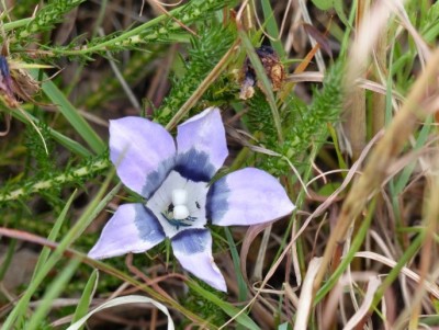 Roella ciliata.jpg