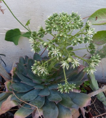 Aeonium escolaria (718x800).jpg