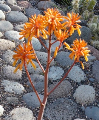 Aloe buhrii Blüte (663x800).jpg