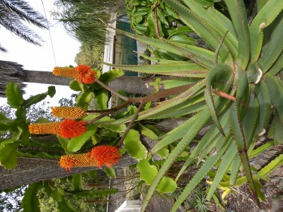 Aloe rupestris, Blüten (600x800).jpg