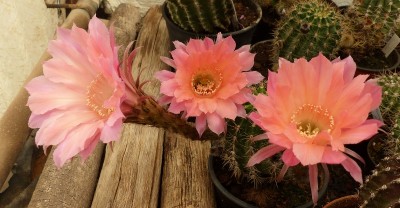 Echinopsis Hybride 2 lachs (800x416).jpg