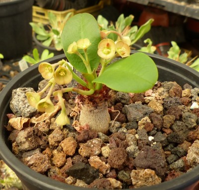 Euphorbia ramena, 6477 (800x763).jpg