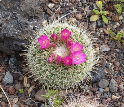 Mammillaria rubrograndis (800x692).jpg