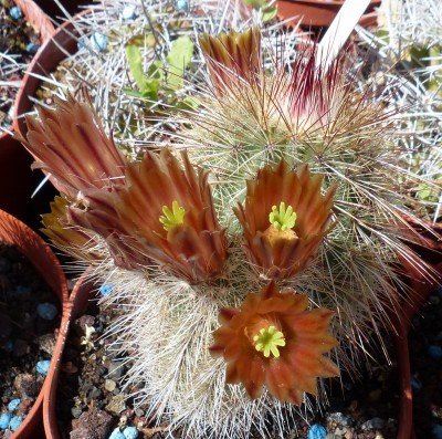 Echinocereus russanthus (800x794).jpg