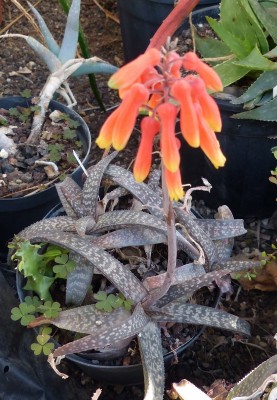 Aloe ellenbeckii Blüte (554x800) (2).jpg