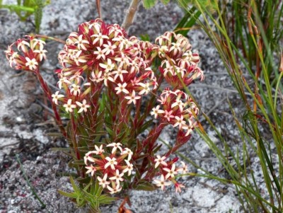 Crassula fascicularis.jpg