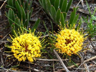 Leucospermum hypophyllocarpodendran.jpg