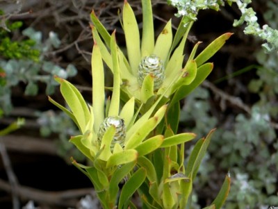 Leudadendron coniferum.jpg
