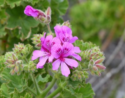 Pelargonium cucullatum klein.jpg