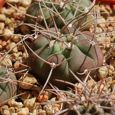 VoS_14-1773_Gymnocalycium_castellanosii.JPG