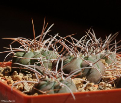 VoS_14-1773_Gymnocalycium_castellanosii_[2].JPG