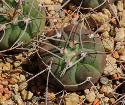 VoS_14-1773_Gymnocalycium_castellanosii_[4].JPG