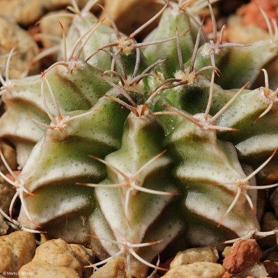 VoS_14-1559 _Gymnocalycium_mihanovichii_[2].JPG