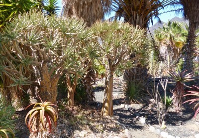 Aloe dichotoma (800x554).jpg