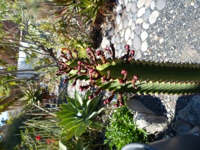 Euphorbia canariensis (600x800).jpg