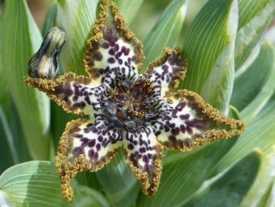 Ferraria crispa.jpg