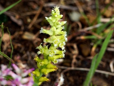 Lachenalia fistulosa.jpg