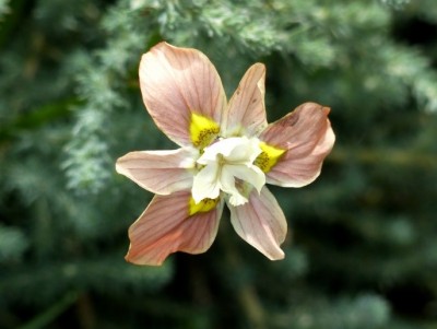 Moraea gawleri.jpg