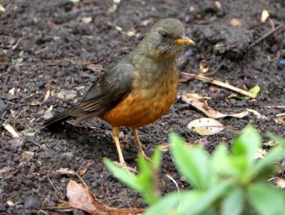 Turdus olivaceus.jpg