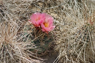 2020 05 Stefan Theiler Coryphantha poselgeriana zwischen Echinocereus stramineus. klein.jpg