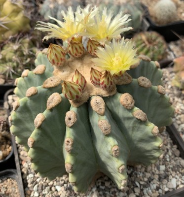 Ferocactus glaucescens f. inermis