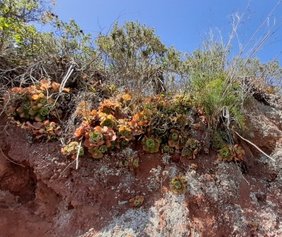 Aeonium virgineum 1 (800x672).jpg