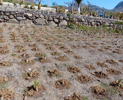 Pachypodium baronii, Feld (800x652).jpg