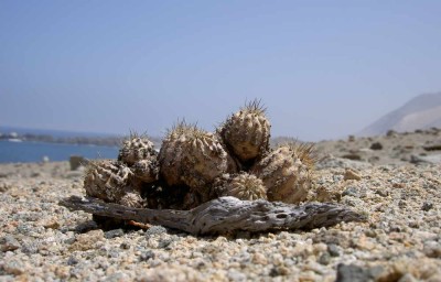 Copiapoa ahremephiana vor der Quebrada Botija