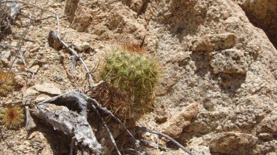 Copiapoa decorticans in der Quebrada Botija