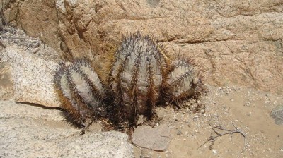 Copiapoa atacamensis mit herrlich bereifter Epidermis