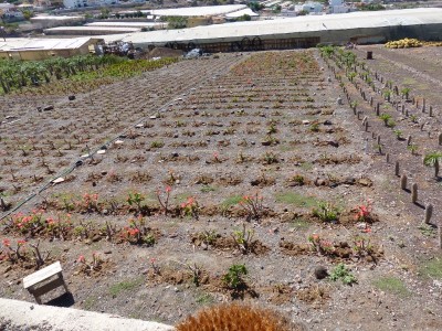 Pachypodium windsorii, Finca (800x600).jpg