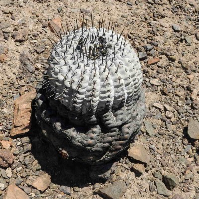 Copiapoa cinerea oberhalb von Taltal, Chile