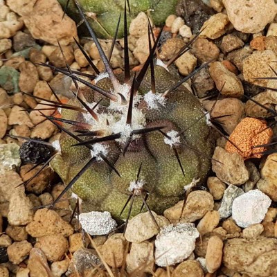 Sämling von Copiapoa cinerea (aus Wildsamen)