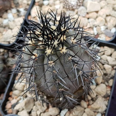 Copiapoa cinerea nach ca. 8 Jahren