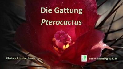 DKG_Zoom_Pterocactus.jpg