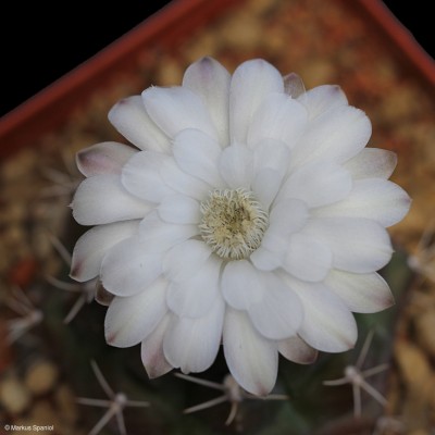 VoS_09-525_Gymnocalycium_anisitsii[3].JPG